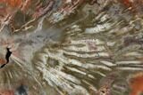 Polished Petrified Wood (Araucaria) Round - Arizona #149912-1